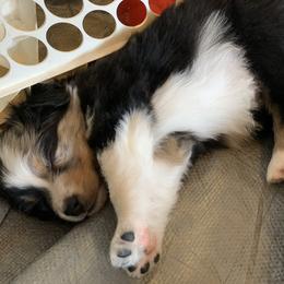 Australian Shepherd Puppies from Juno Homestead Aussies