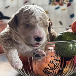 Yam - Apricot male Assorted Doodle Crosses puppy in Mt Pleasant, Texas from Hippdoodranch