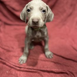 Weimaraner Puppies from Desert skyes weims