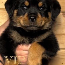 Rottweiler Puppies from Obsessions Rottweiler