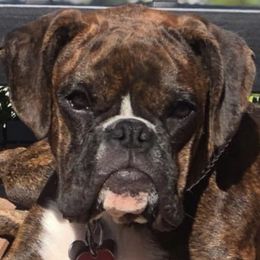 Boxer All Grown Up from Good Breeders