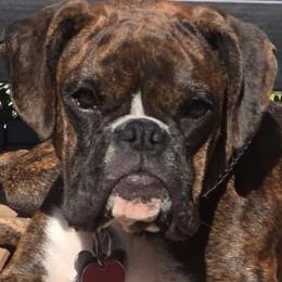 Boxer All Grown Up from Good Breeders