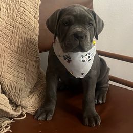 Dolly - Gray brindle female Cane Corso puppy in Utah from 3Lake Kennelz