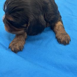 Miles - Black and tan male Cavalier King Charles Spaniel puppy in Burke, New York from Patti’s Puppies