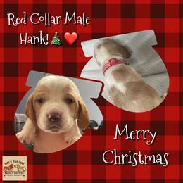 Red Collar - Red and white male Basset Hound puppy in Callao, Virginia from Walk The Line Basset Hounds
