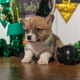 Yukon - Red male Pembroke Welsh Corgi puppy in Columbus, Ohio from Rose Water Corgis in Ohio
