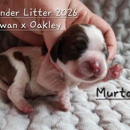 Boy 2 Murtagh Fitzgibbons - Sable male Cocker Spaniel puppy in Morristown, Tennessee from Down in the Holler