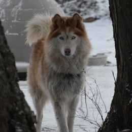 Guinevere - Siberian Husky