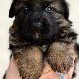 Rex - Black and red male German Shepherd puppy in Johnstown, Ohio from Vom Haus Neufus