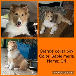 Collie puppies from Sapphire collies