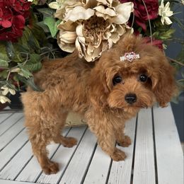 FeFe - Red female Maltipoo puppy in Okc, Oklahoma from Diva’s Designer Dogs