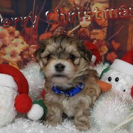 ELLIOTT (Hermie) - Red sable male Havanese puppy in Salt Lake City, Utah from Steal Your Heart Havanese