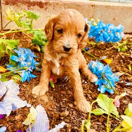 Rusty - Red male Cavapoo puppy in Colorado Springs, Colorado from Blue Cottage Farm Cavapoos