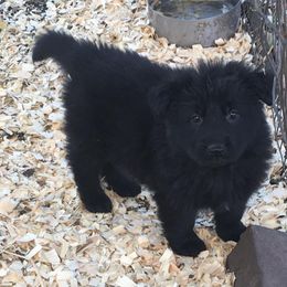 German Shepherd Puppies from Kraften K9
