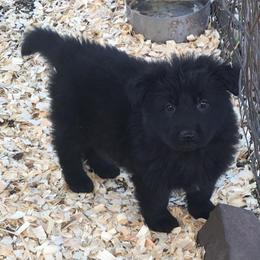 German Shepherd Puppies from Kraften K9