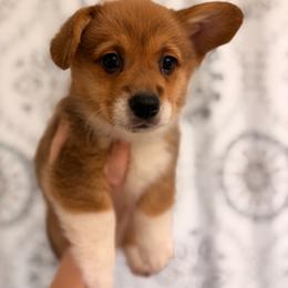 Aspen - Red male Pembroke Welsh Corgi puppy in New Port Richey, Florida from Spots and Sploots
