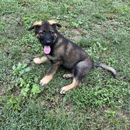 Light Blue Collar Sable Male - Sable male German Shepherd puppy in Kingsport, Tennessee from Royal Port K-9