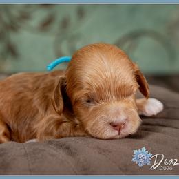 Sully - Red and white male Cockapoo puppy in Connersville, Indiana from Deaz Doodle Ranch