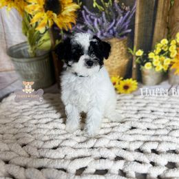 Cavalier King Charles Spaniel, Golden Retriever, and Poodle Puppies from Fluffy Buttz