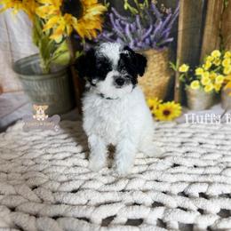 Cavalier King Charles Spaniel, Golden Retriever, and Poodle Puppies from Fluffy Buttz