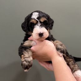 Girl 4 - female Bernedoodle puppy in Anchorage, Alaska from Anchorage Bernedoodles