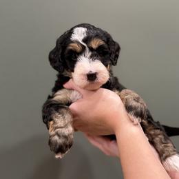 Girl 4 - female Bernedoodle puppy in Anchorage, Alaska from Anchorage Bernedoodles