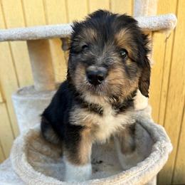 Bruce - Tri-color male Bernedoodle puppy in Scottsdale, Arizona from Nana’s Doodles