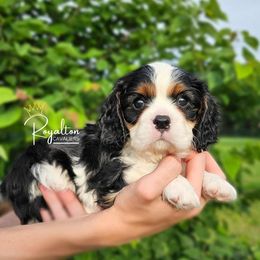 Cavalier King Charles Spaniel Puppies from Royalton Cavaliers