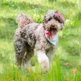 Indy - Bernedoodle