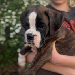 Rorschach's Worth The Trouble - Brindle female Boxer puppy in Seward, Nebraska from Rorschach Boxers