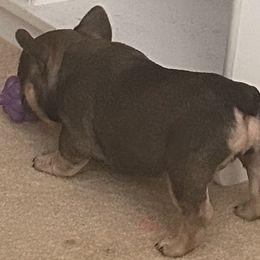French Bulldog Puppies from Elm Frenchie Quarters