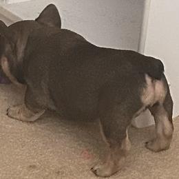 French Bulldog Puppies from Elm Frenchie Quarters