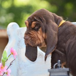American Bully and Bloodhound Puppies from Blue Collar Kennelz Bloodhounds and American Bullies