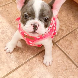 French Bulldog Puppies from Texas Finest Frenchies