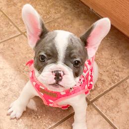 French Bulldog Puppies from Texas Finest Frenchies