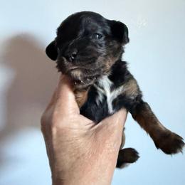 Daisy - Black and tan female Cavalier King Charles Spaniel puppy in Avoca, New York from Palladino’s Cavaliers of Upstate NY