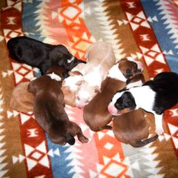 English Shepherd Puppies from Town & Country English Shepherds
