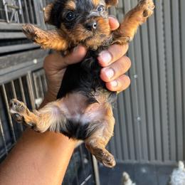 Male 2 - Blue and gold male Yorkshire Terrier puppy in Pomona, California from Carbajal Yorkshire Terriers