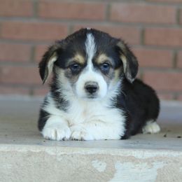 Girl 6 - American Corgi puppy in Utah from Hallows Corgis