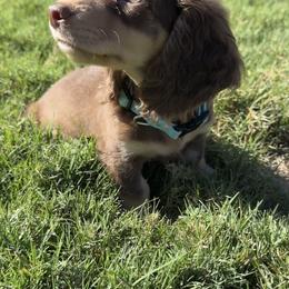 Dachshund Puppies from Lone Star Dachshunds