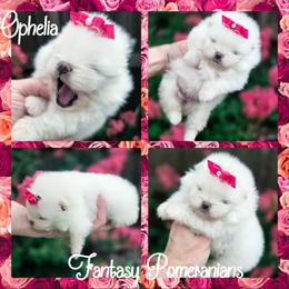 Ophelia - White female Pomeranian puppy in Anna, Texas from Fantasy Pomeranians & Fantasy Aussies