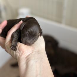 Spot 3 - Chocolate male Goldendoodle puppy in Redmond, Oregon from Bourbon and Lace Doodles