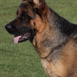 Vanta TEAM Gigelsfelsen - Black and red female German Shepherd puppy in Canton, Texas from WILDWOOD GERMAN SHEPHERDS