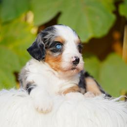 Cherry - Blue merle female Bernedoodle puppy in Spokane, Washington from Lilac City Doodles