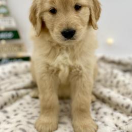 Goldendoodle Puppies from Cane Creek Goldendoodles
