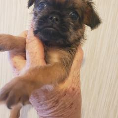 BonJovi - Belge male Brussels Griffon puppy in Nc, Florida from Brusseluv2