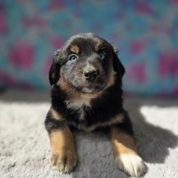 Artemis - Black tri female Miniature Australian Shepherd puppy in Church Hill, Tennessee from Hippie Dog Haven