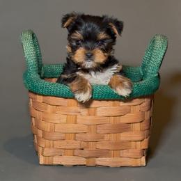 Milo - Black and gold male Yorkshire Terrier puppy in San Diego, California from BC Breeders Association