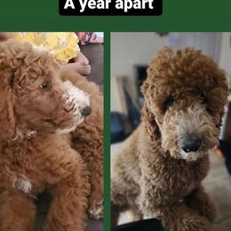 Goldendoodle All Grown Up from SW Doodles of CA