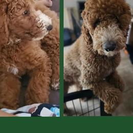 Goldendoodle All Grown Up from SW Doodles of CA